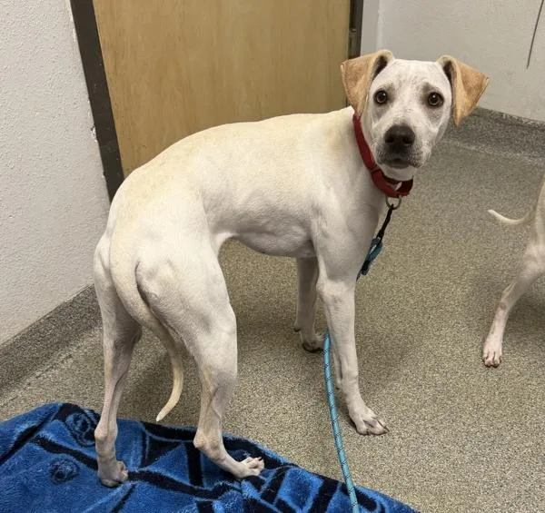 A young small-sized male Terrier dog named Marley for adoption in Escondido, CA