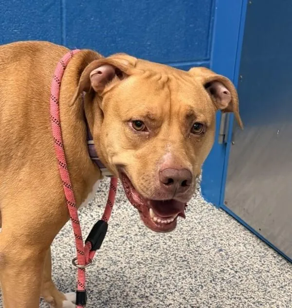 An adult large-sized female Pit Bull Terrier dog named Stella for adoption in Golden, CO