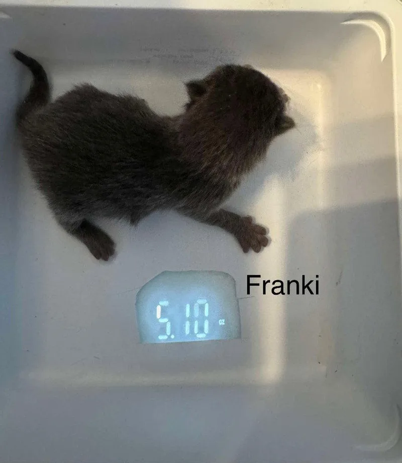 Franki thumbnail 2