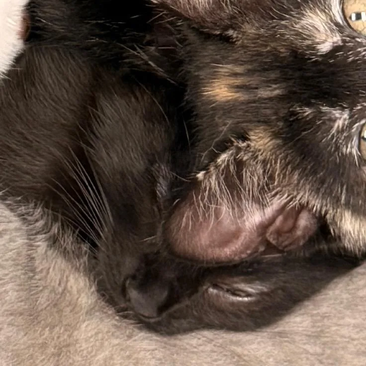 A baby small-sized female Black Domestic Short Hair cat named First Quarter for adoption in Evansville, IN