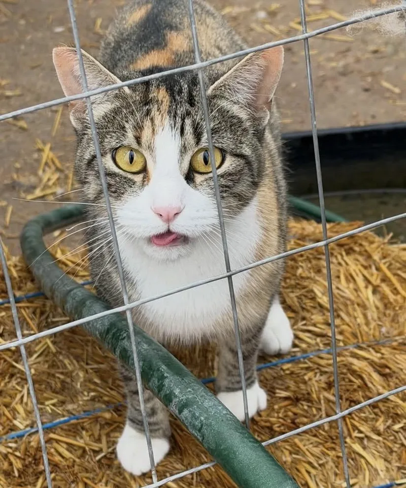 Mama Cat thumbnail 3