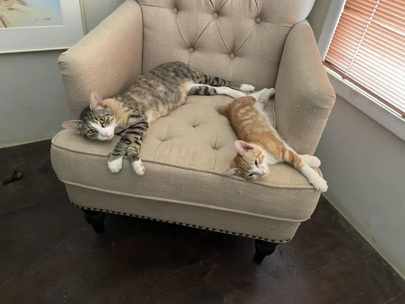 Mama Cat thumbnail 4