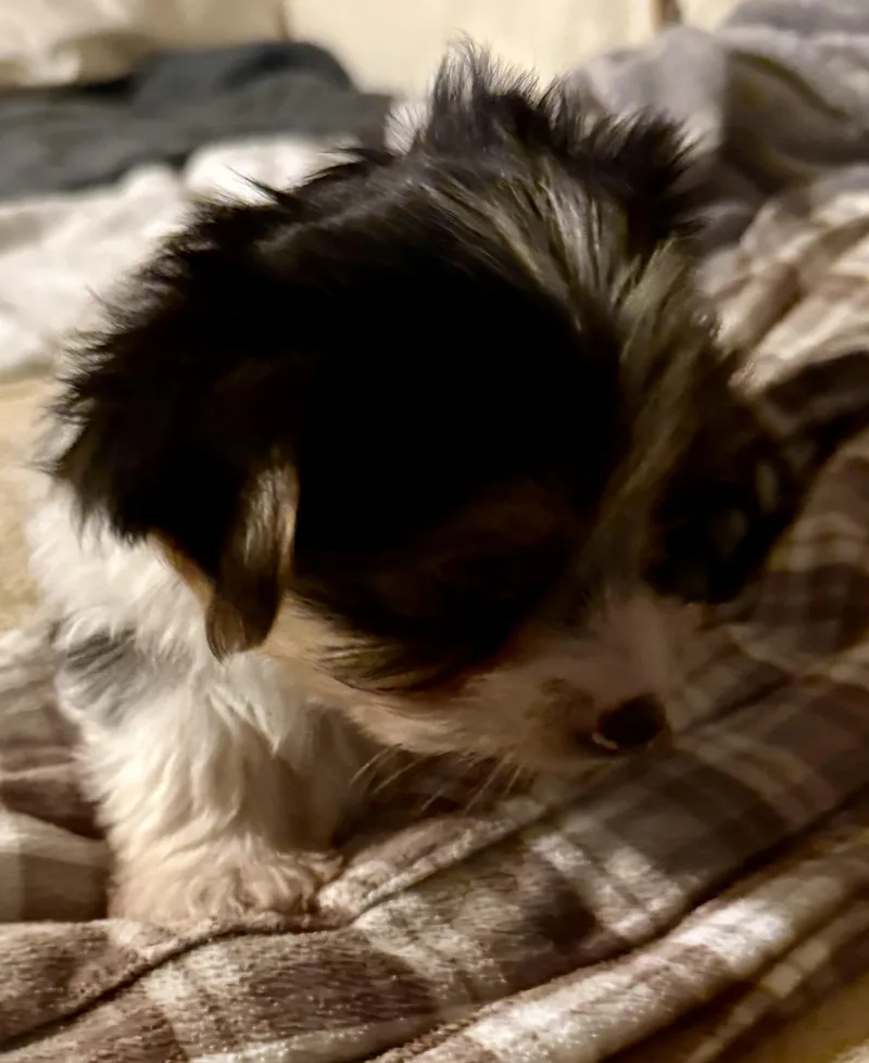 A baby small-sized male Tricolor (Brown, Black, & White) Yorkshire Terrier dog named Hypoallergenic purebred Yorkie male for adoption in Boca Raton, FL