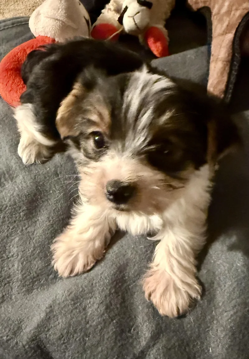 Hypoallergenic purebred Yorkie male thumbnail 2