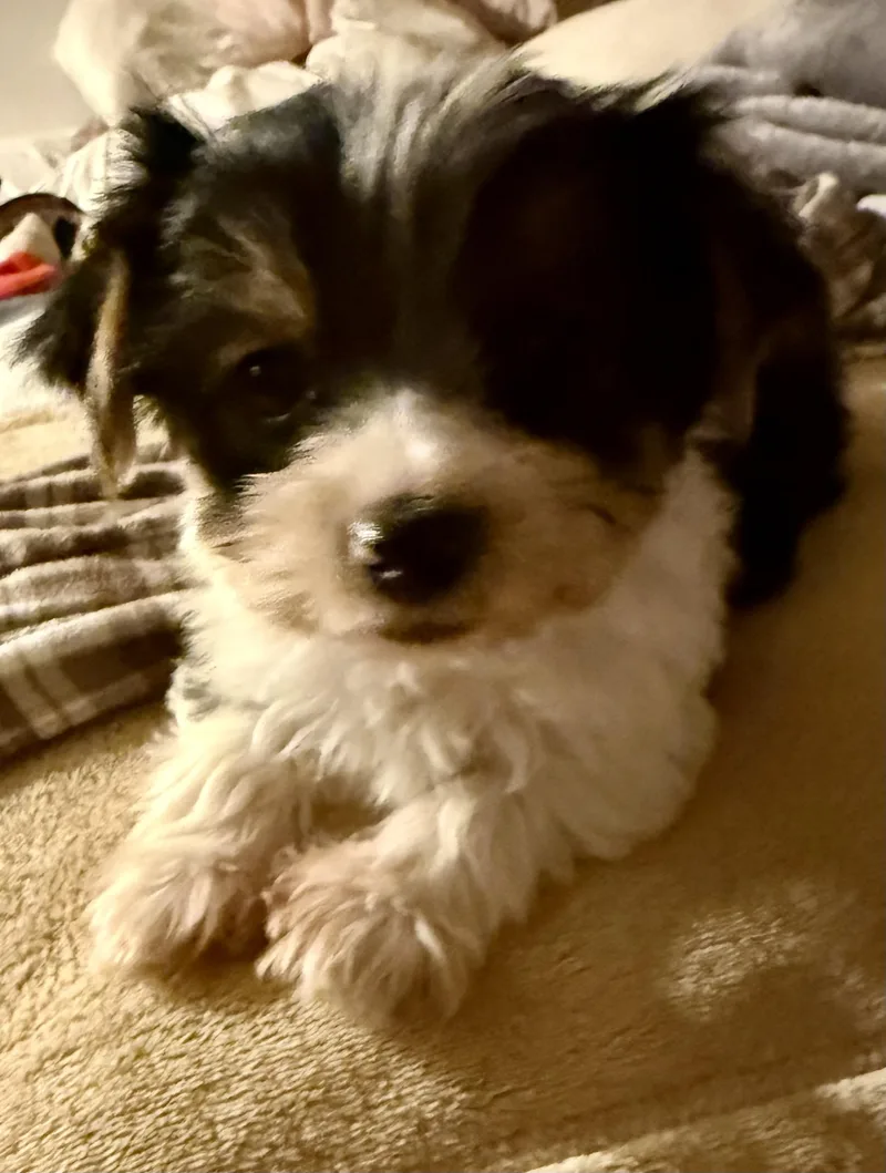 Hypoallergenic purebred Yorkie male thumbnail 3