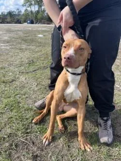 A young medium-sized male Pit Bull Terrier dog named Duke Camden for adoption in Woodbine, GA