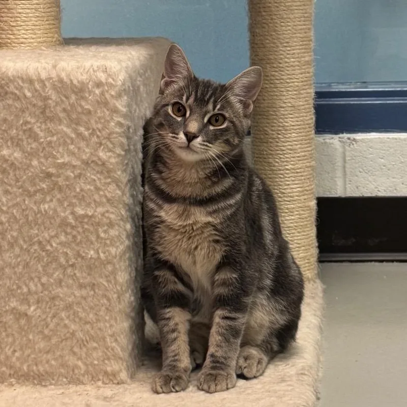 A young medium-sized male Gray / Blue / Silver Domestic Short Hair cat named Tampoco for adoption in Pittsburgh, PA