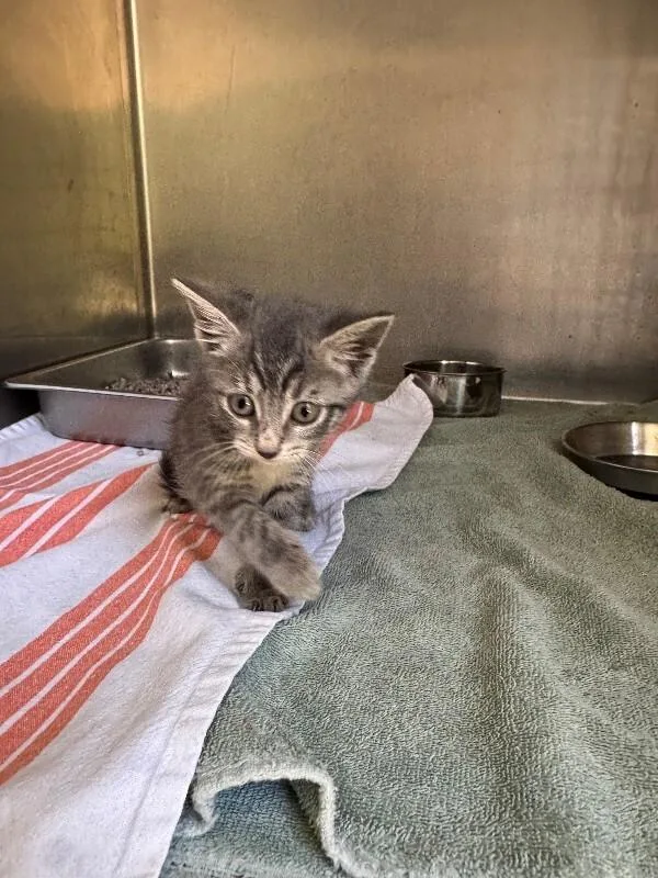 An adult medium-sized female Tabby (Gray / Blue / Silver) Domestic Short Hair cat named Chalupa for adoption in Providence Forge, VA