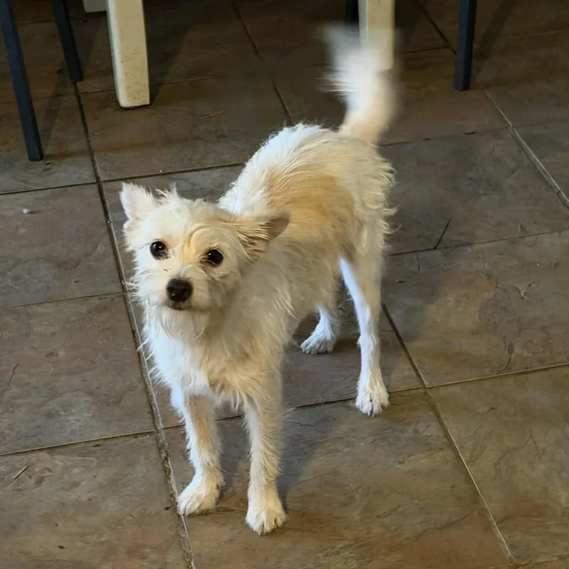 Bella Luna Pc thumbnail 3