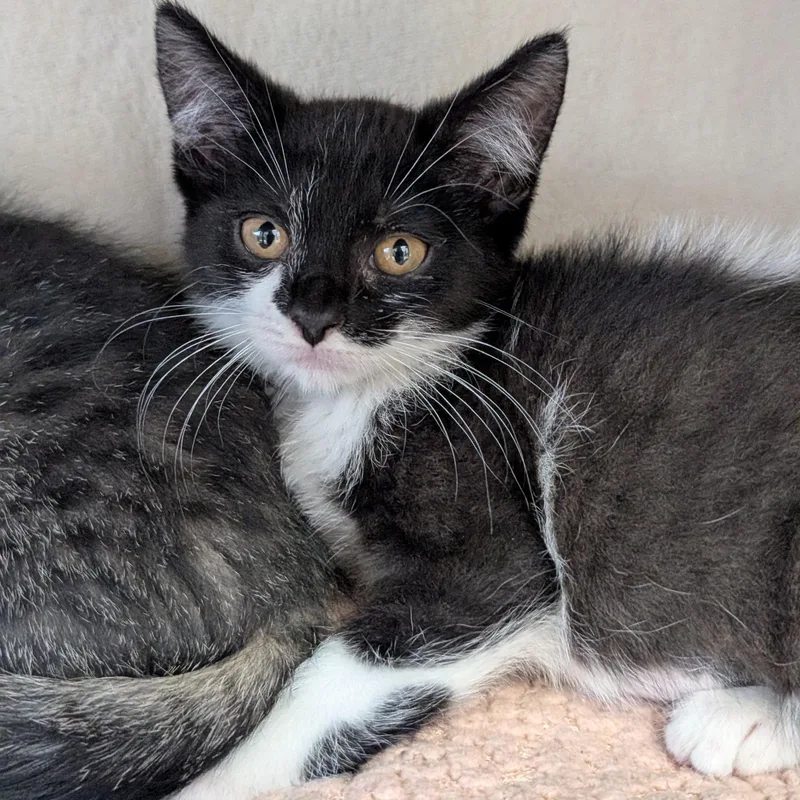 A baby medium-sized female Black & White / Tuxedo Domestic Short Hair cat named Shale for adoption in Jefferson, WI