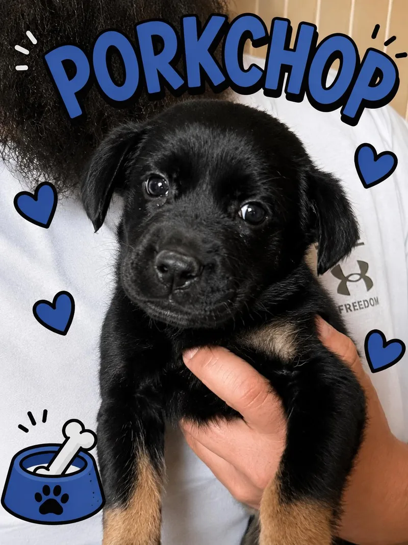 A baby large-sized female Labrador Retriever dog named Porkchop for adoption in Mankato, MN