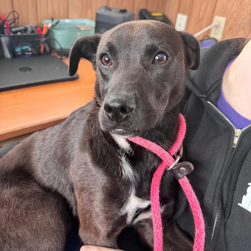 A young medium-sized male Black Mixed Breed dog named Roger for adoption in Columbiana, AL