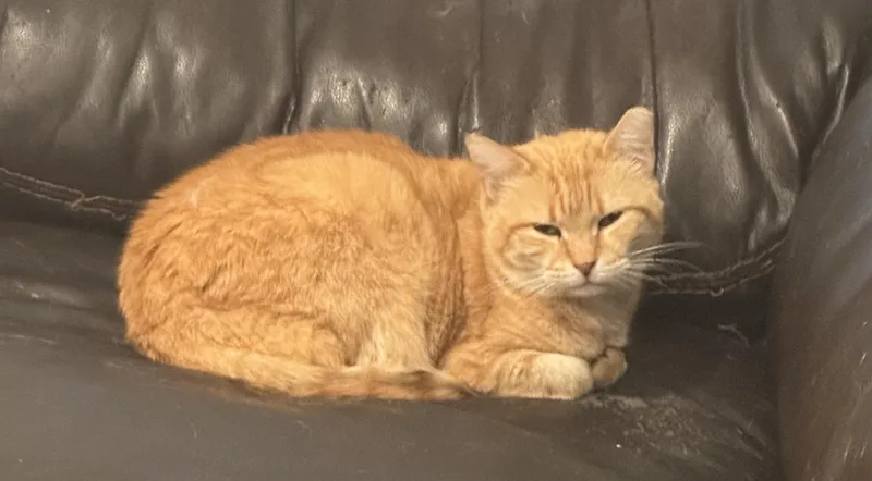 An adult medium-sized female Tabby (Orange / Red) Domestic Short Hair cat named Alexandra for adoption in Philadelphia, PA