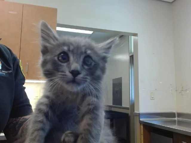 A baby small-sized male Domestic Medium Hair cat named Lark for adoption in Sacramento, CA