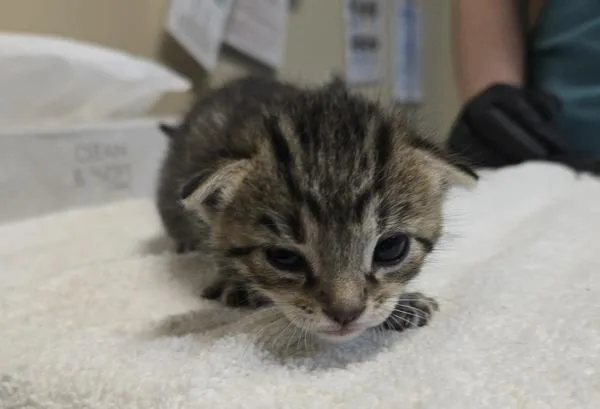 A baby small-sized male Domestic Short Hair cat named Steel for adoption in Oceanside, CA