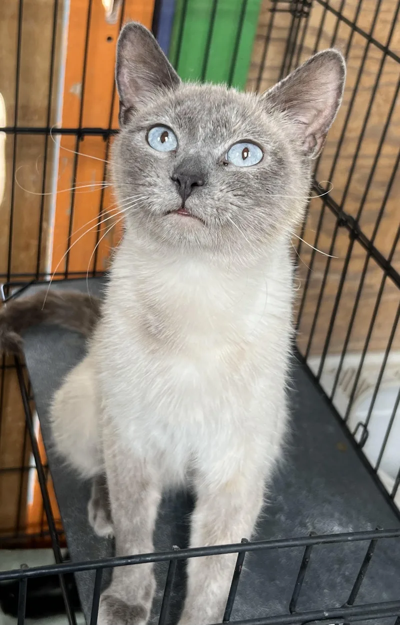 A young medium-sized female Lilac Point Siamese cat named Flute for adoption in Flagstaff, AZ