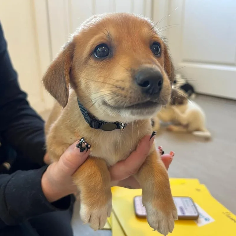 A baby small-sized male Yellow / Tan / Blond / Fawn Australian Shepherd dog named Ernest for adoption in Boerne, TX