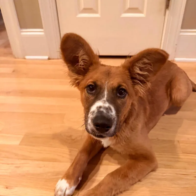 A baby small-sized male Shepherd dog named Osito for adoption in Fuquay Varina, NC