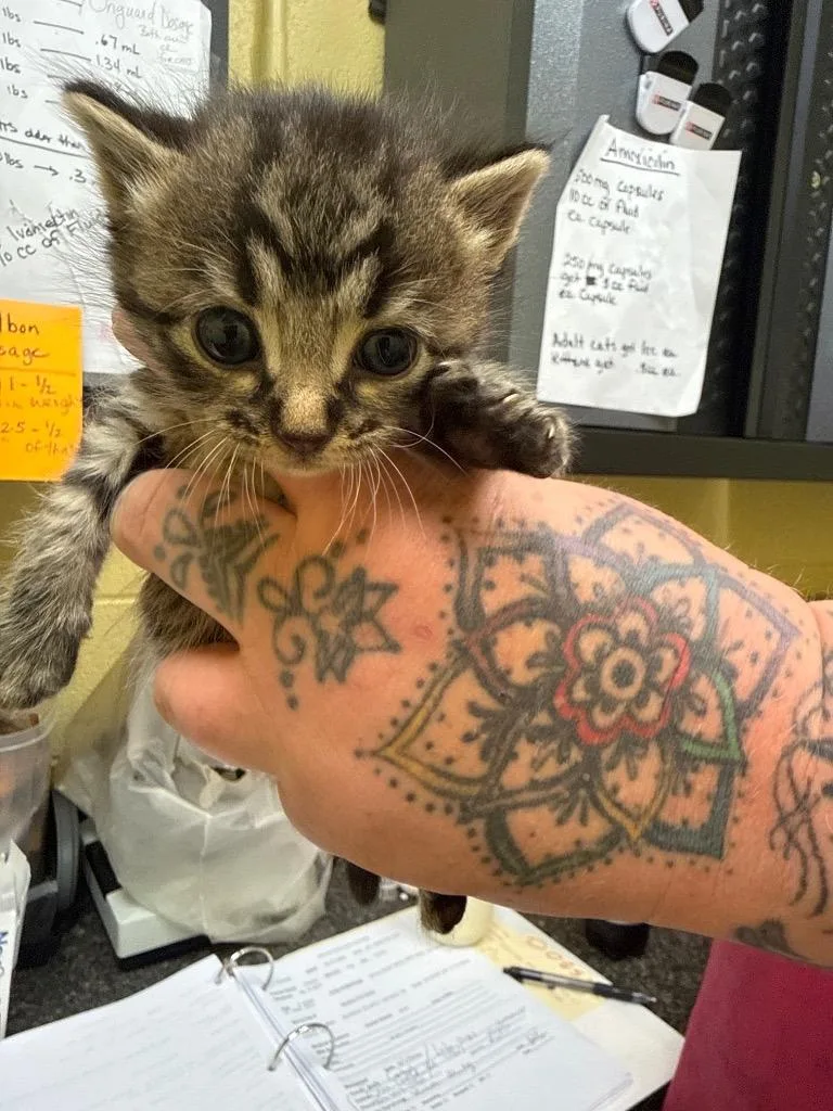 A baby small-sized male Domestic Short Hair cat named Duke for adoption in Crossville, TN