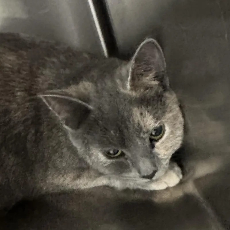 An adult small-sized female Domestic Short Hair cat named Kinzie for adoption in Corbin, KY