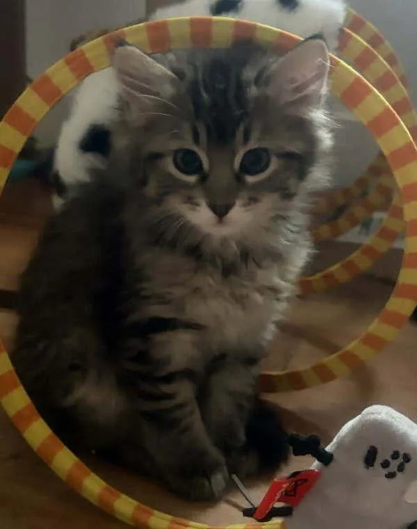 A baby small-sized female Domestic Medium Hair cat named Miley for adoption in Salt Lake City, UT
