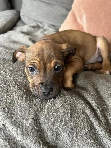 A baby medium-sized female Mixed Breed dog named Angelica Schuyler for adoption in Hobart, IN