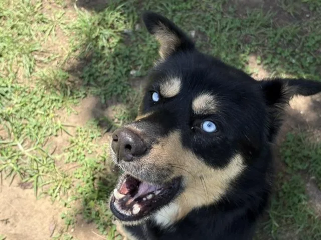 Roguie