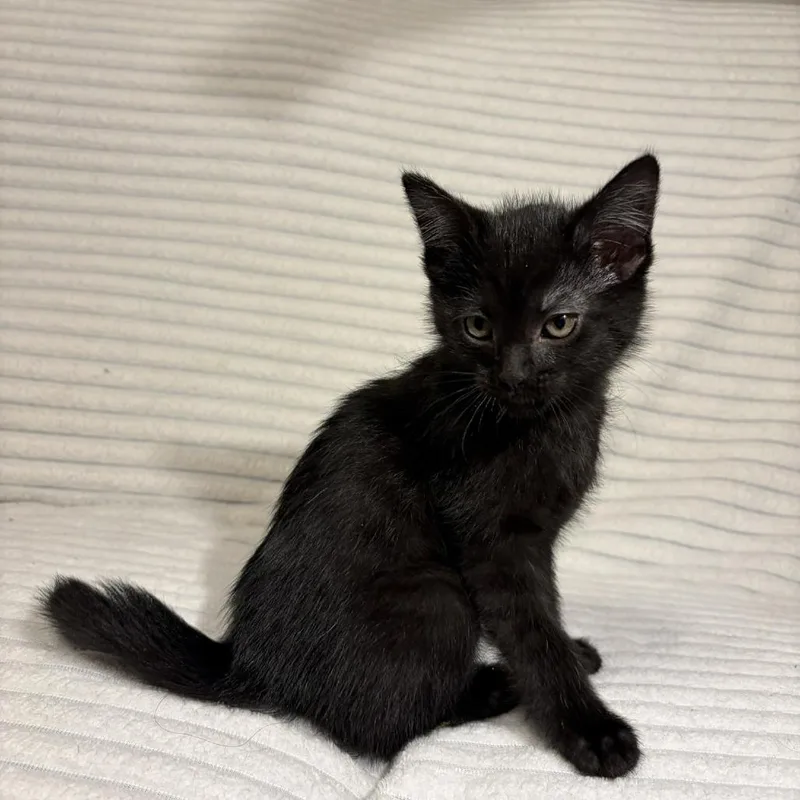 A baby small-sized male Black Domestic Short Hair cat named Magnus for adoption in Normal, IL