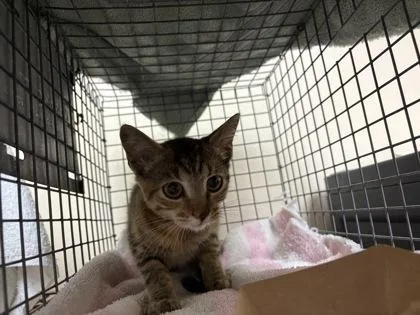 A baby small-sized female Domestic Short Hair cat named Lyla for adoption in Honolulu, HI
