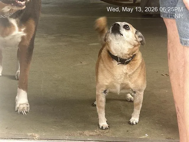 A senior small-sized male Chihuahua dog named Petey for adoption in Ocala, FL