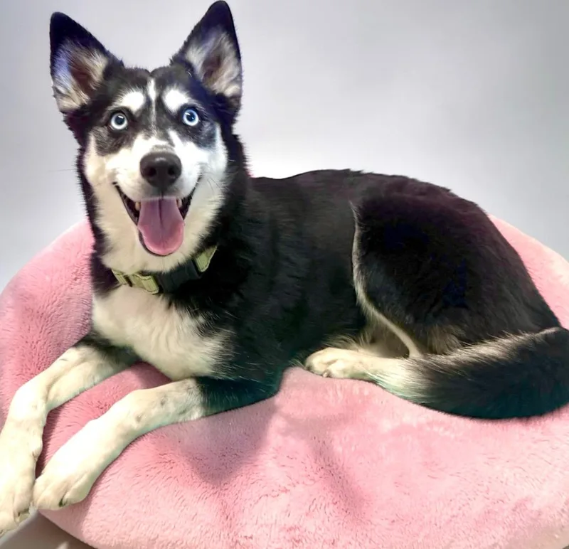 An adult medium-sized female Husky dog named Anja for adoption in Luling, TX