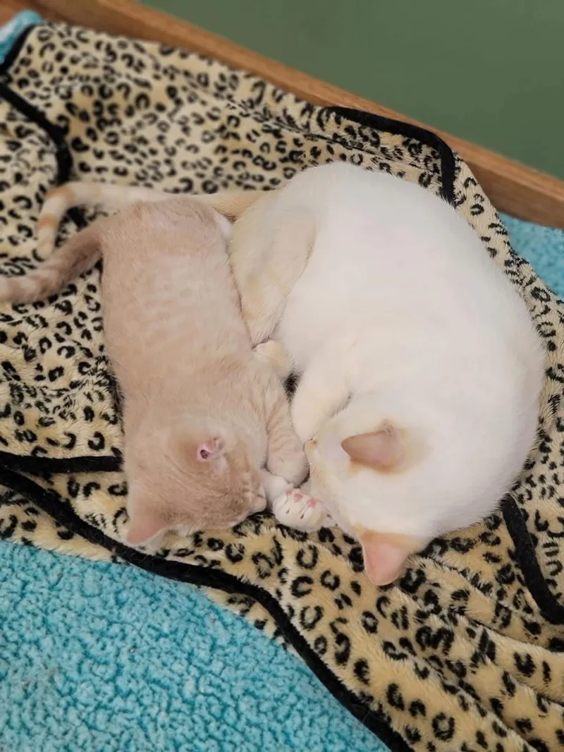 Peanut Butter thumbnail 2