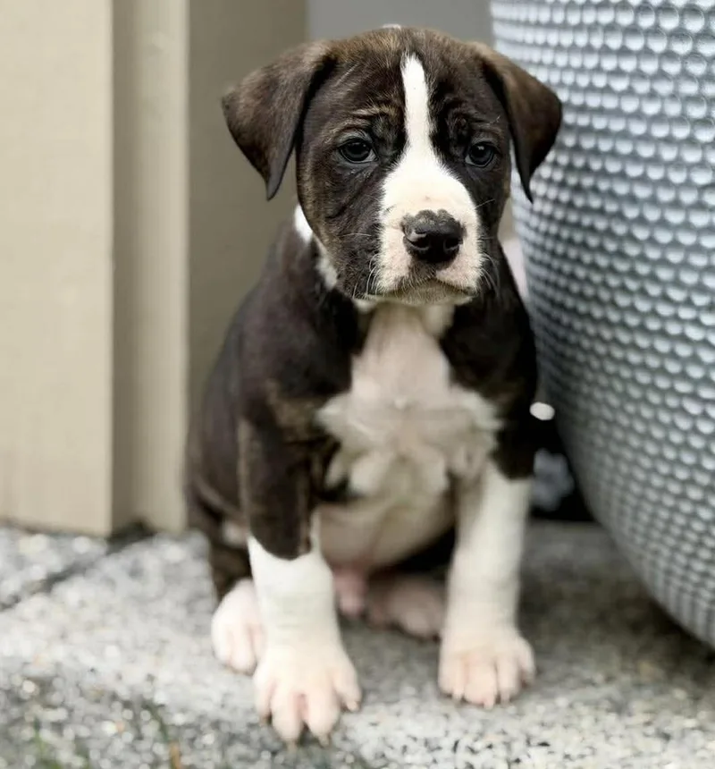 A baby large-sized male Brindle Pit Bull Terrier dog named Homer for adoption in Silvana, WA