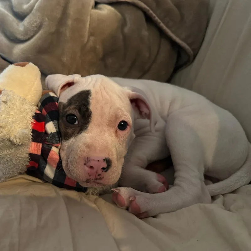 A baby medium-sized female White / Cream Pit Bull Terrier dog named Ice Cube D for adoption in Minnetonka, MN