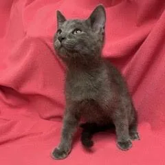 A baby medium-sized female Tabby (Gray / Blue / Silver) Domestic Short Hair cat named Adidas for adoption in Green Valley, AZ