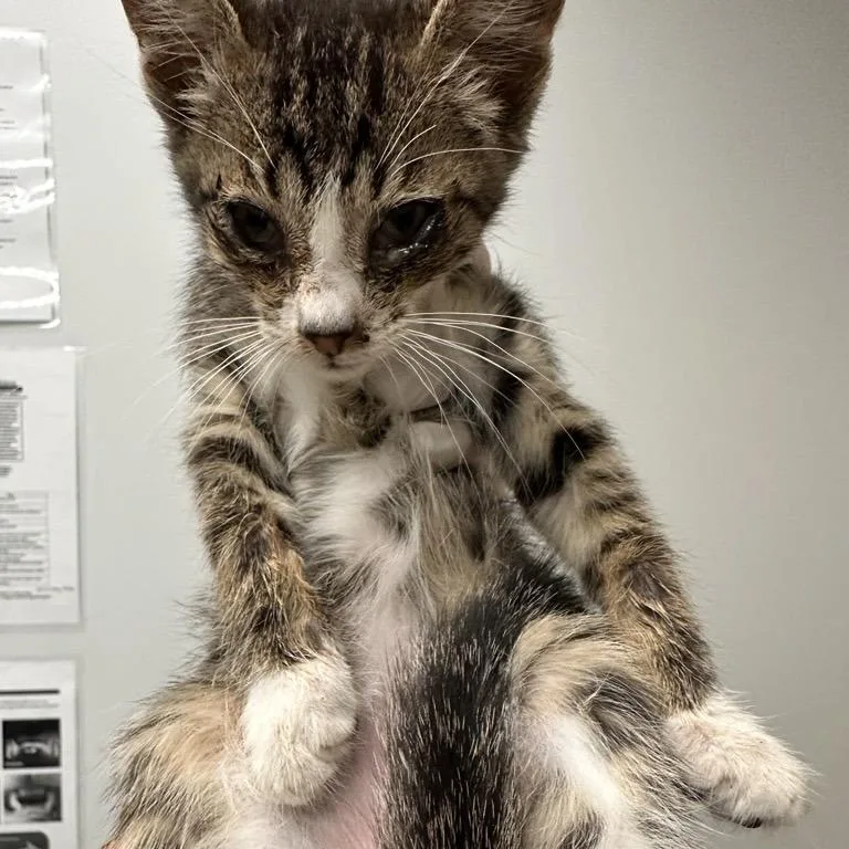 A baby small-sized male Domestic Short Hair cat named Sprinkles for adoption in Jacksonville, FL
