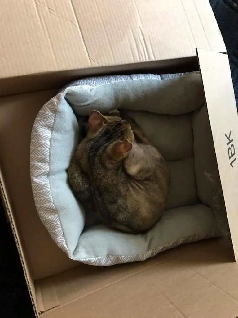 Sweet Pea thumbnail 3