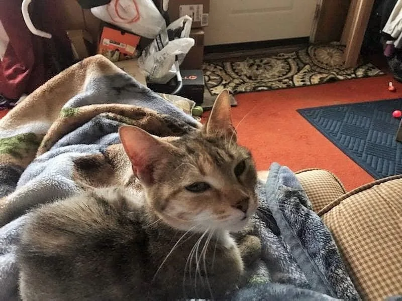 Sweet Pea thumbnail 4