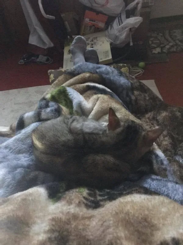 Sweet Pea thumbnail 6