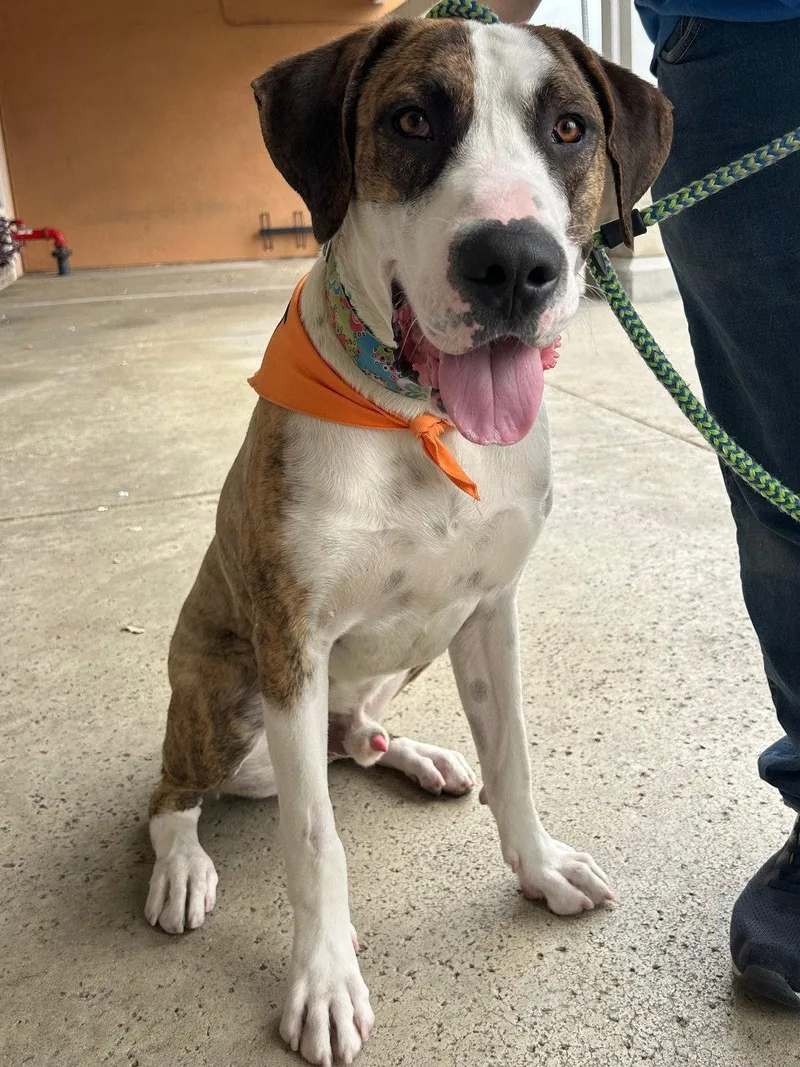 A young extra large-sized male Great Dane dog named Roscoe for adoption in San Diego, CA