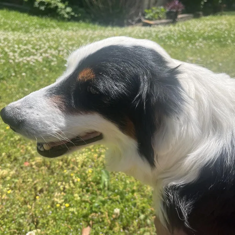 An adult small-sized female Black Australian Shepherd dog named Panda for adoption in Rossville, GA