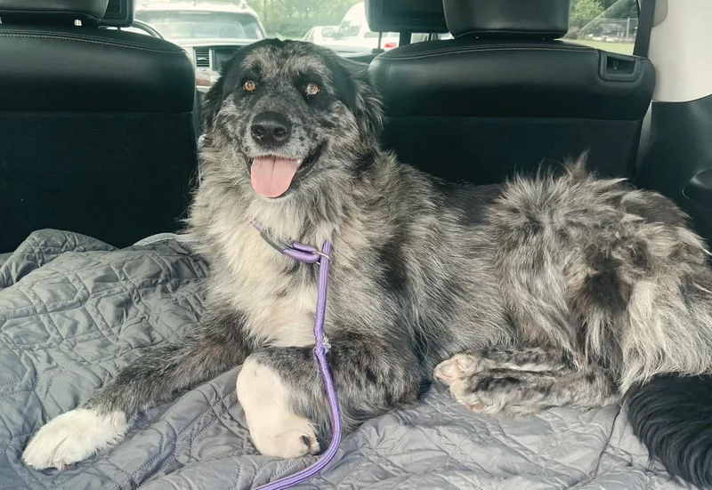 An adult large-sized female Australian Shepherd dog named Nola for adoption in Franklin, TN