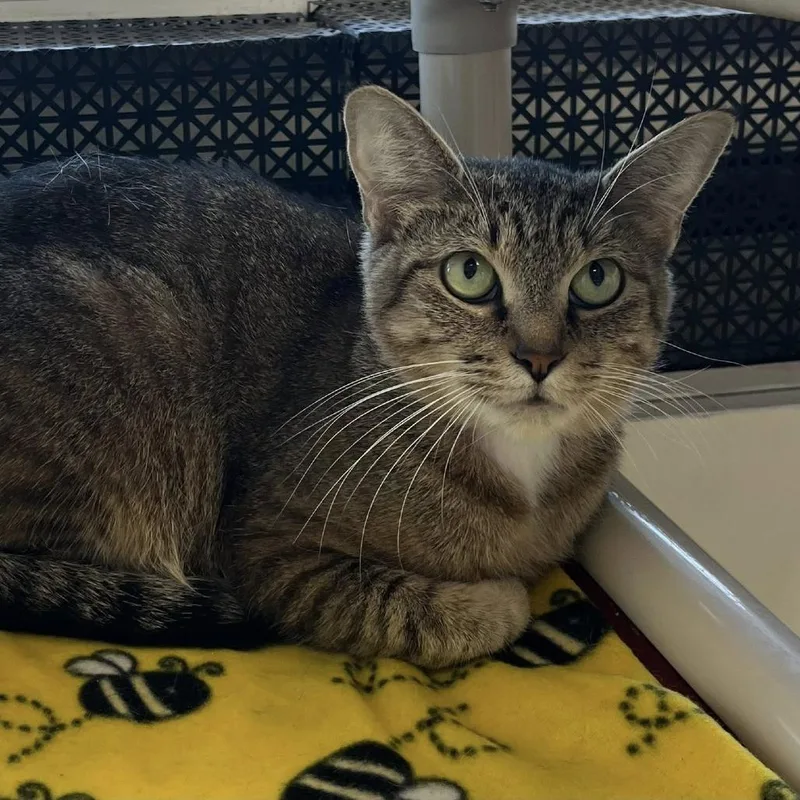 A young medium-sized female Brown / Chocolate Domestic Short Hair cat named Sugar for adoption in Hamburg, NY