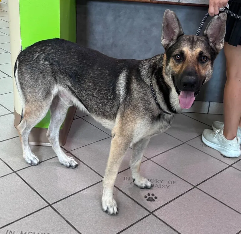 An adult medium-sized male German Shepherd Dog dog named Astro for adoption in Little Rock, AR