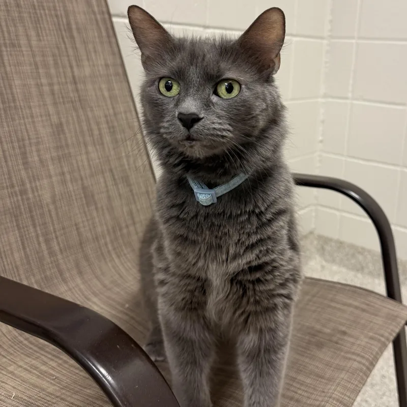An adult small-sized female Domestic Short Hair cat named Chubs for adoption in Kearney, NE