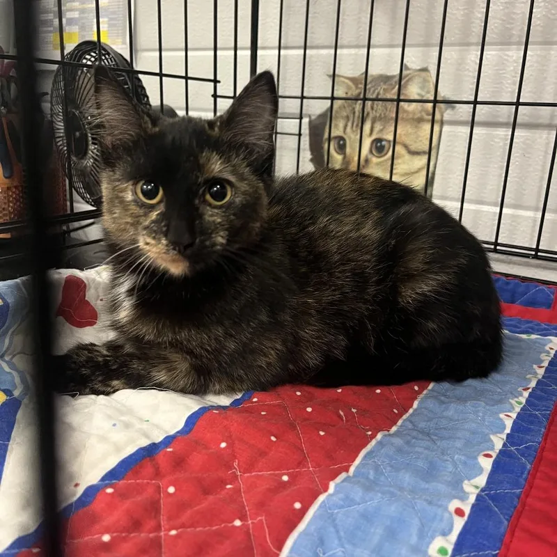 A baby small-sized female Tortoiseshell Domestic Short Hair cat named Raven for adoption in Idaho Falls, ID