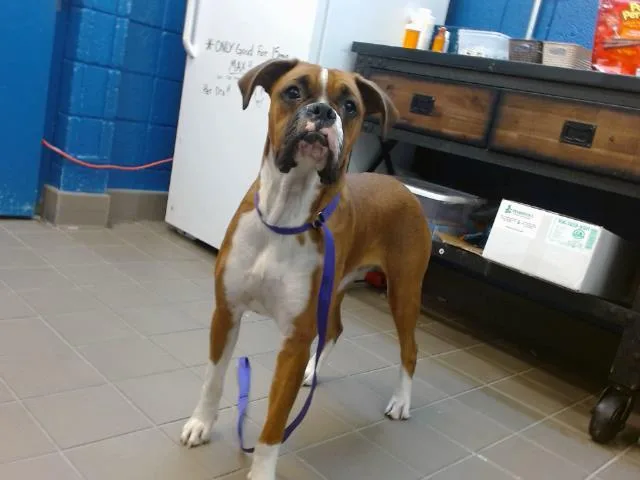 A young small-sized female Boxer dog named Channel for adoption in Albuquerque, NM