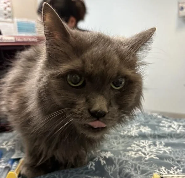 A senior medium-sized male Maine Coon cat named Rascals for adoption in San Diego, CA