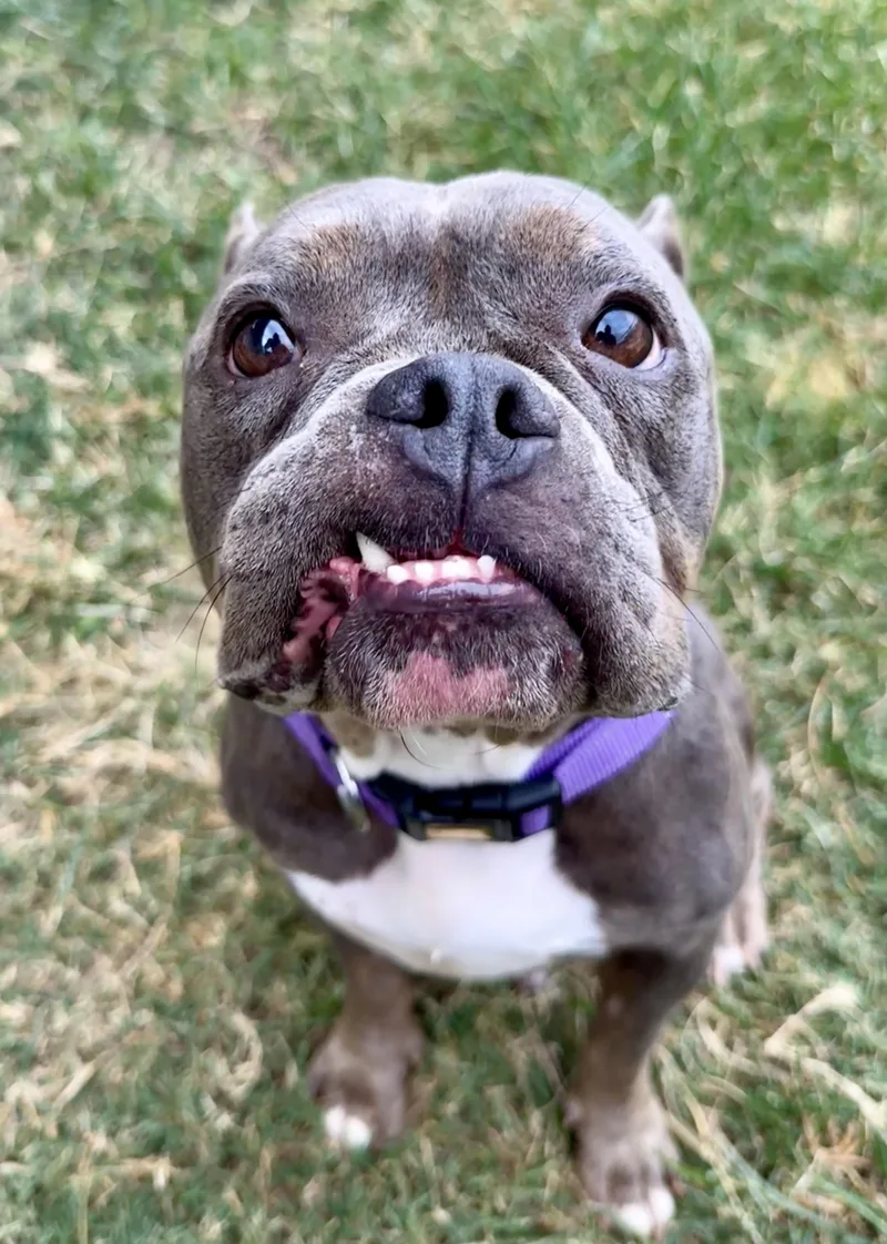 An adult medium-sized male Pit Bull Terrier dog named Nova for adoption in Eagle, ID