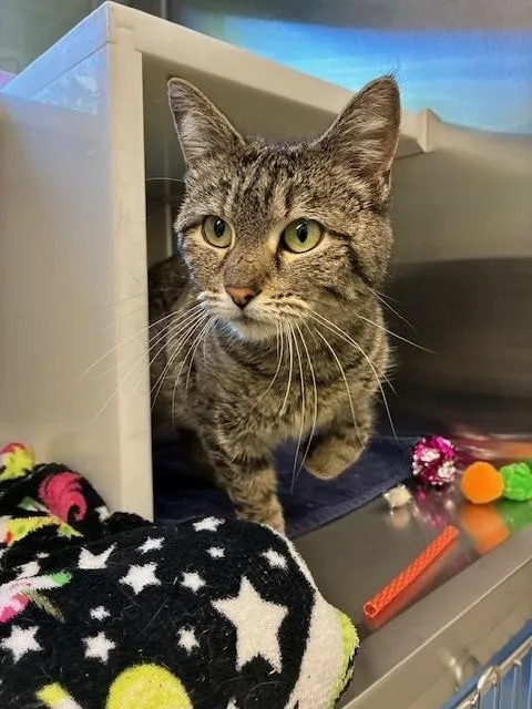 An adult medium-sized female Domestic Short Hair cat named Foam for adoption in Brighton, CO